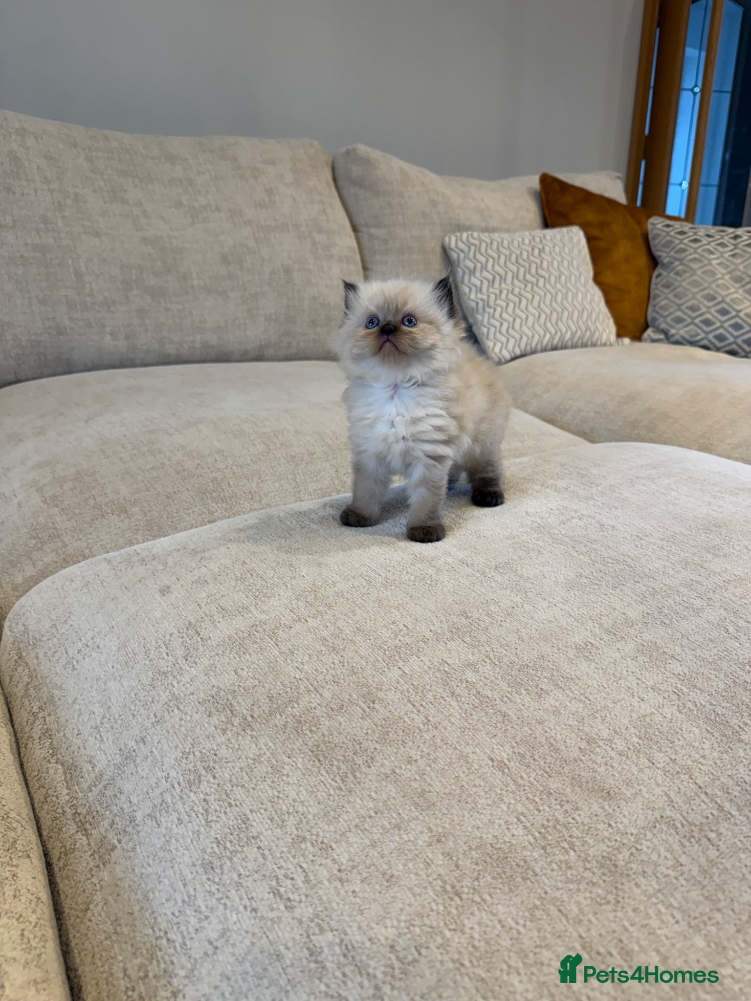 Ragdoll cats Ready to leave NOW! Ragdoll - Advert 2