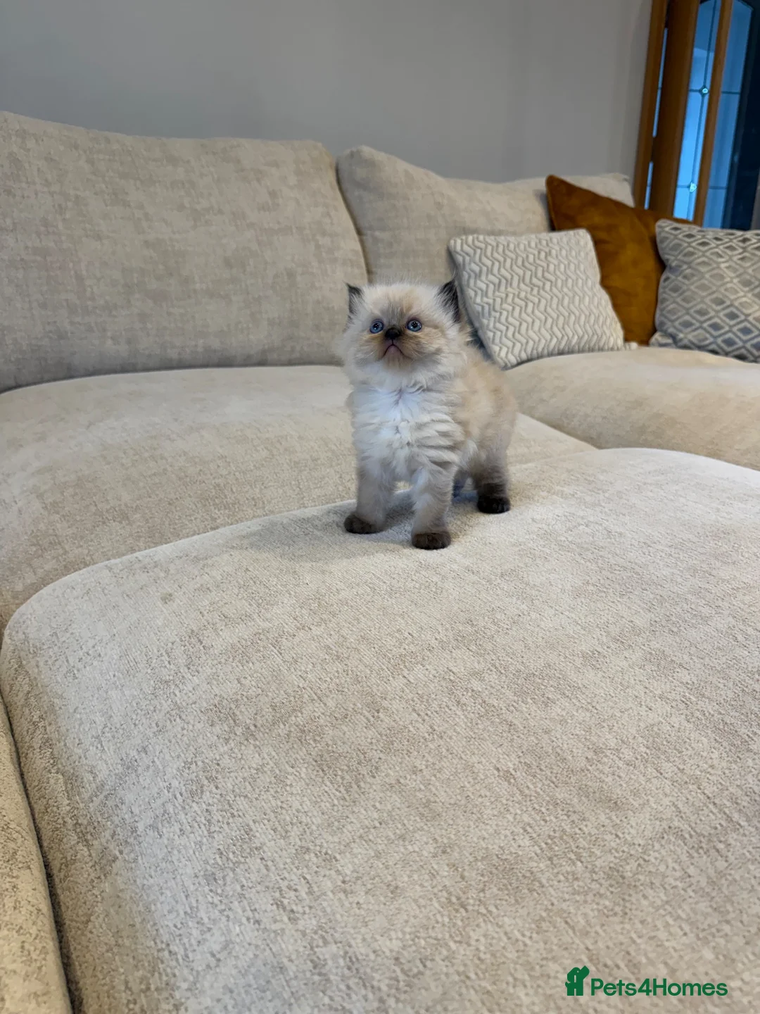 Ragdoll cats for sale: Ready to leave NOW! Ragdoll - Advert 1