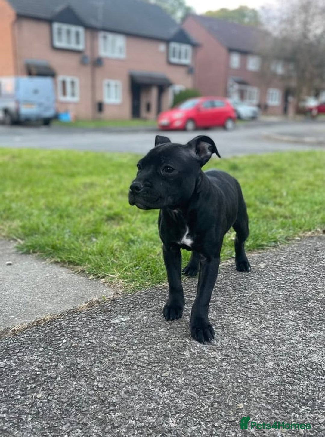 Staffordshire Bull Terrier dogs for sale: 5 month old female staffie  - Advert 3