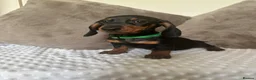 Miniature Dachshund dogs for sale: ⭐️⭐️⭐️⭐️⭐️KC champion miniature dachshunds ready   - Advert 6