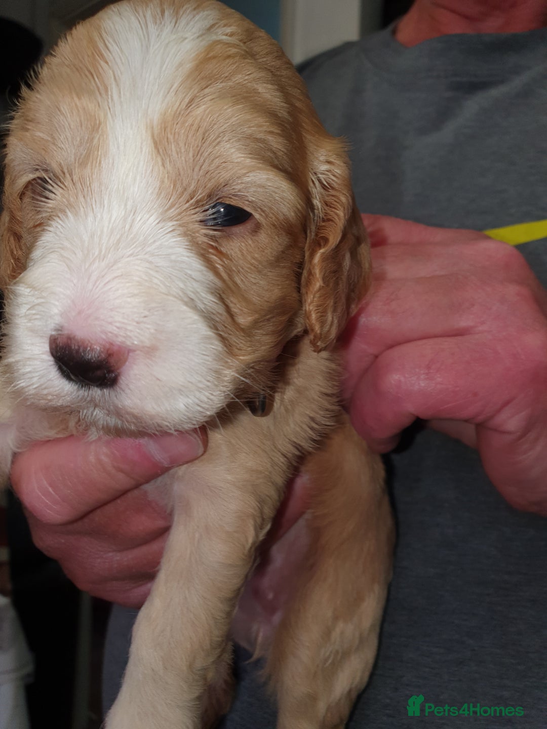 Cockapoo dogs for sale: Adorable cockerpoos under 1000 - Image 5
