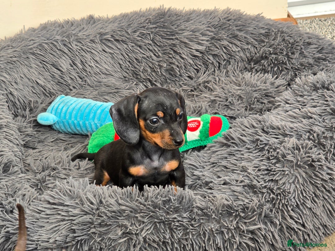 Miniature Dachshund dogs for sale: Miniature dachshunds puppys  - Image 6