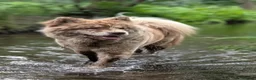 Chow Chow dogs for sale: Genuine chowski puppies  - Advert 7