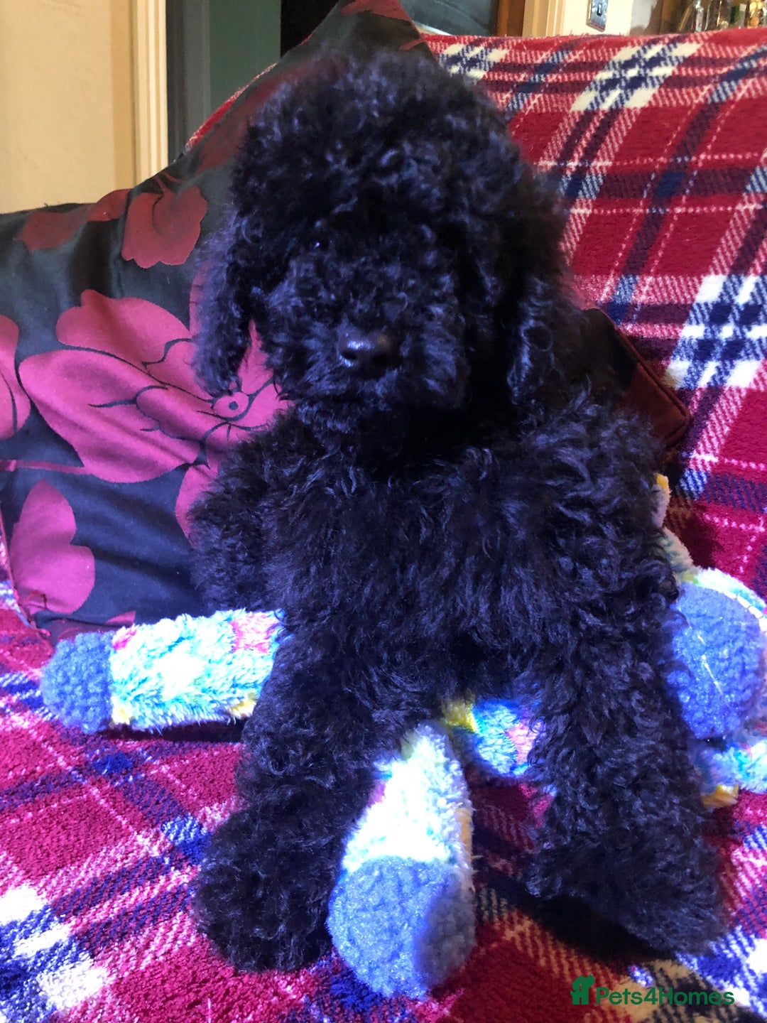 Cockapoo dogs for sale: Cockapoo puppies for sale  - Advert 14