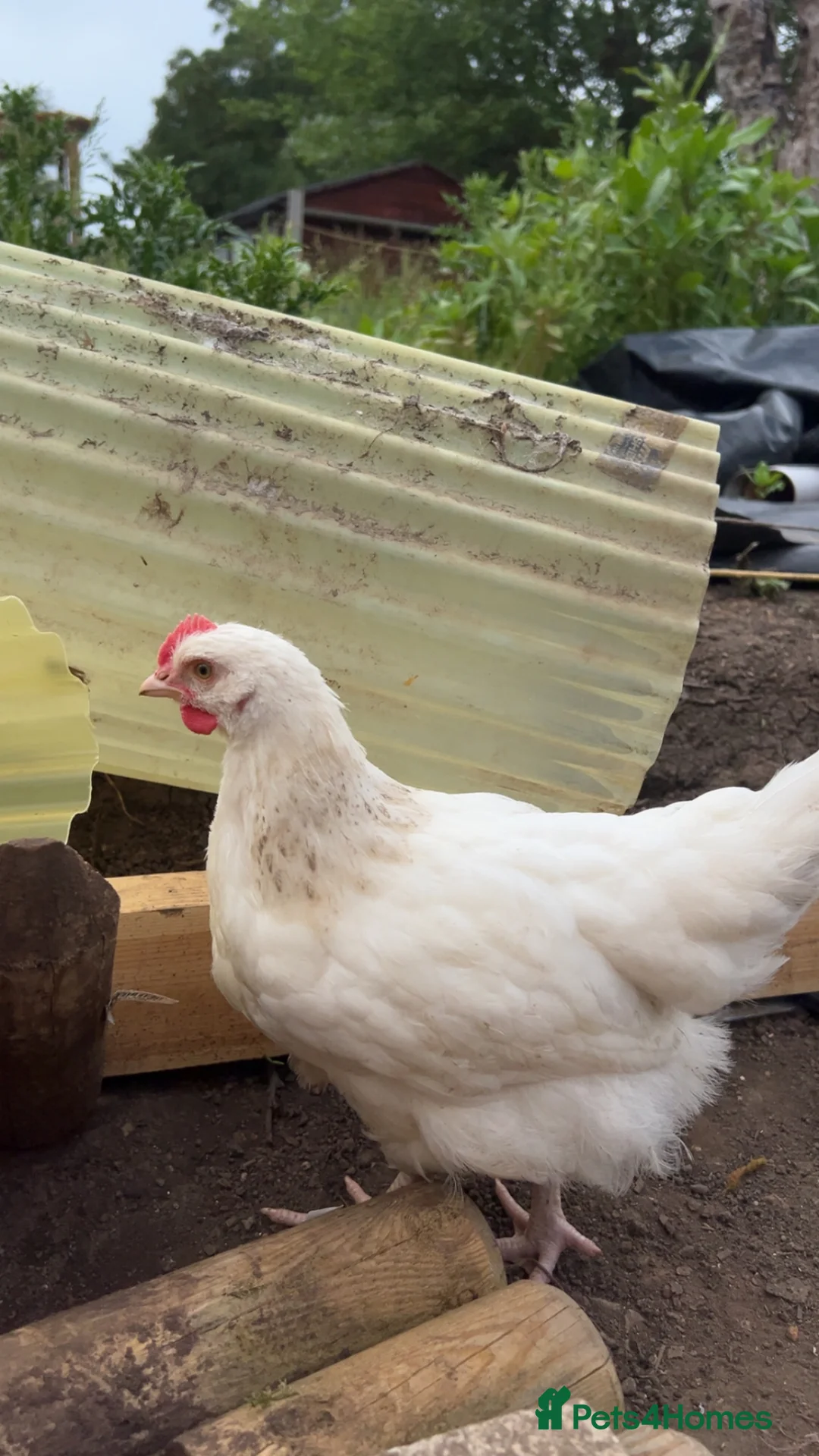 Chickens poultry for sale: 8 week old buff silkie rooster  in Preston - Advert 1