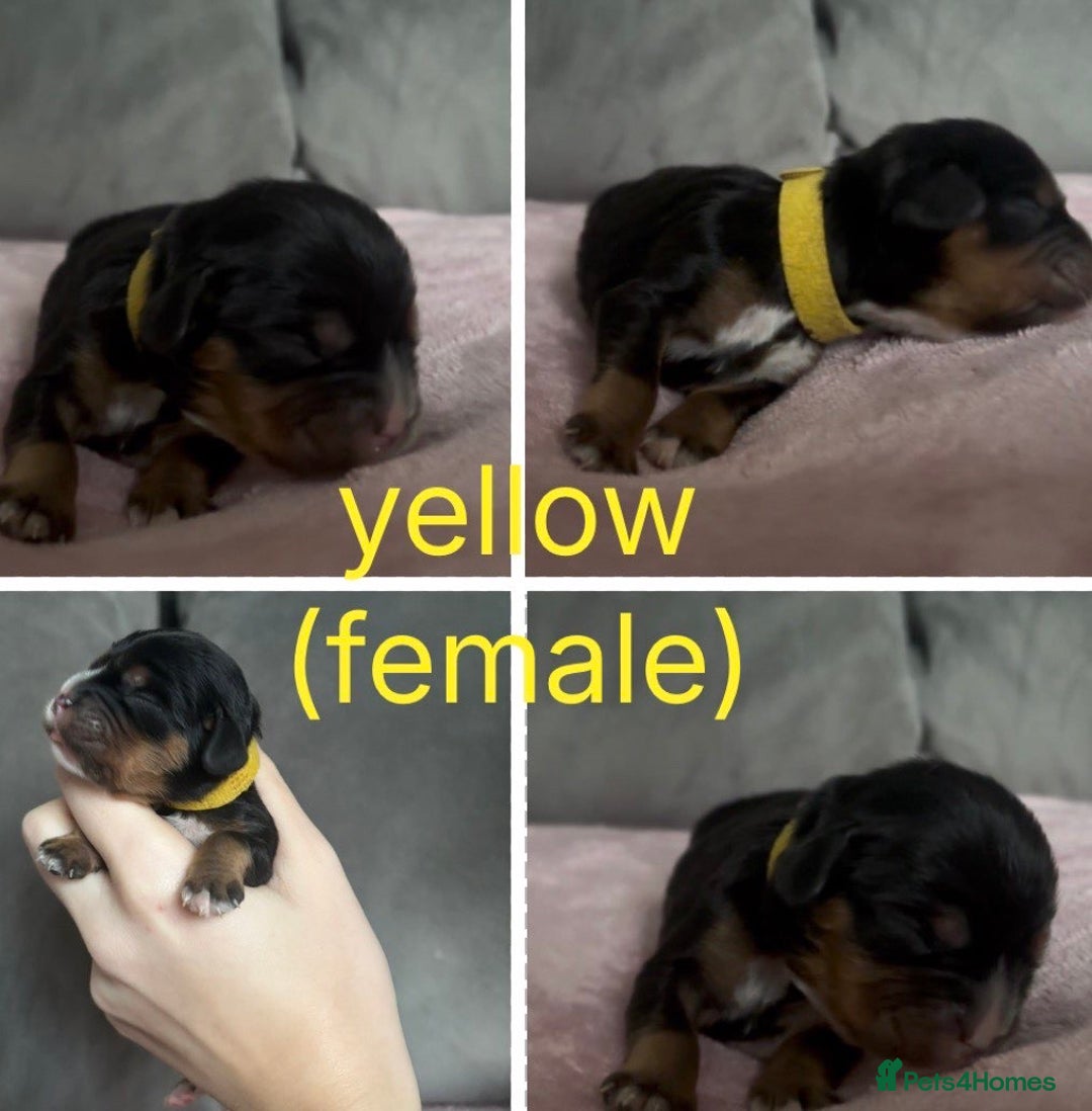 Cavalier King Charles Spaniel dogs for sale: Beautiful litter of KC reg King Charles spaniels - Advert 4