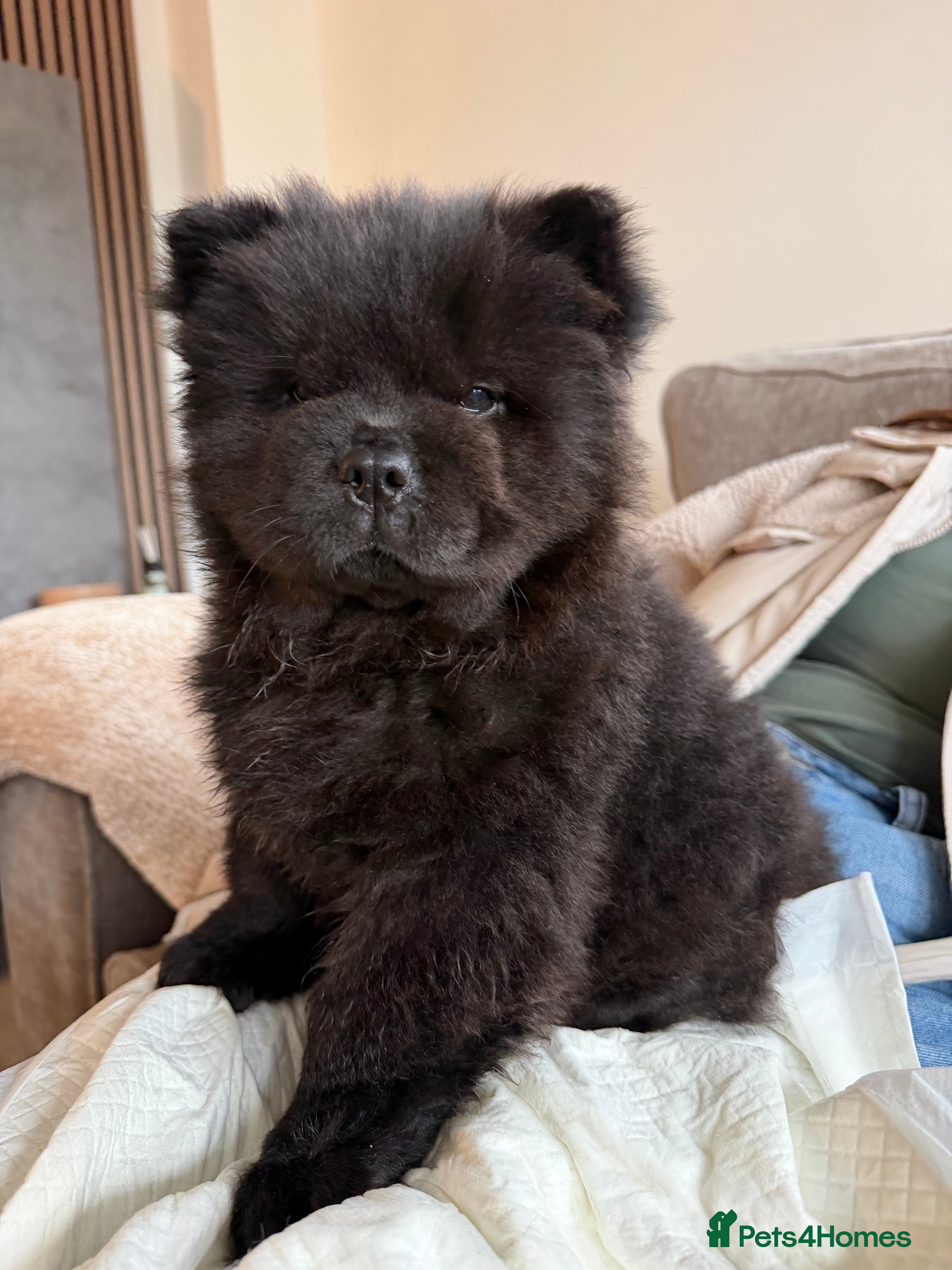 Chow Chow dogs Chow chow puppy ready to go to her new home 🏡  - Advert 6