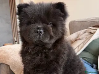 Chow Chow dogs Chow chow puppy ready to go to her new home 🏡 - Advert 6