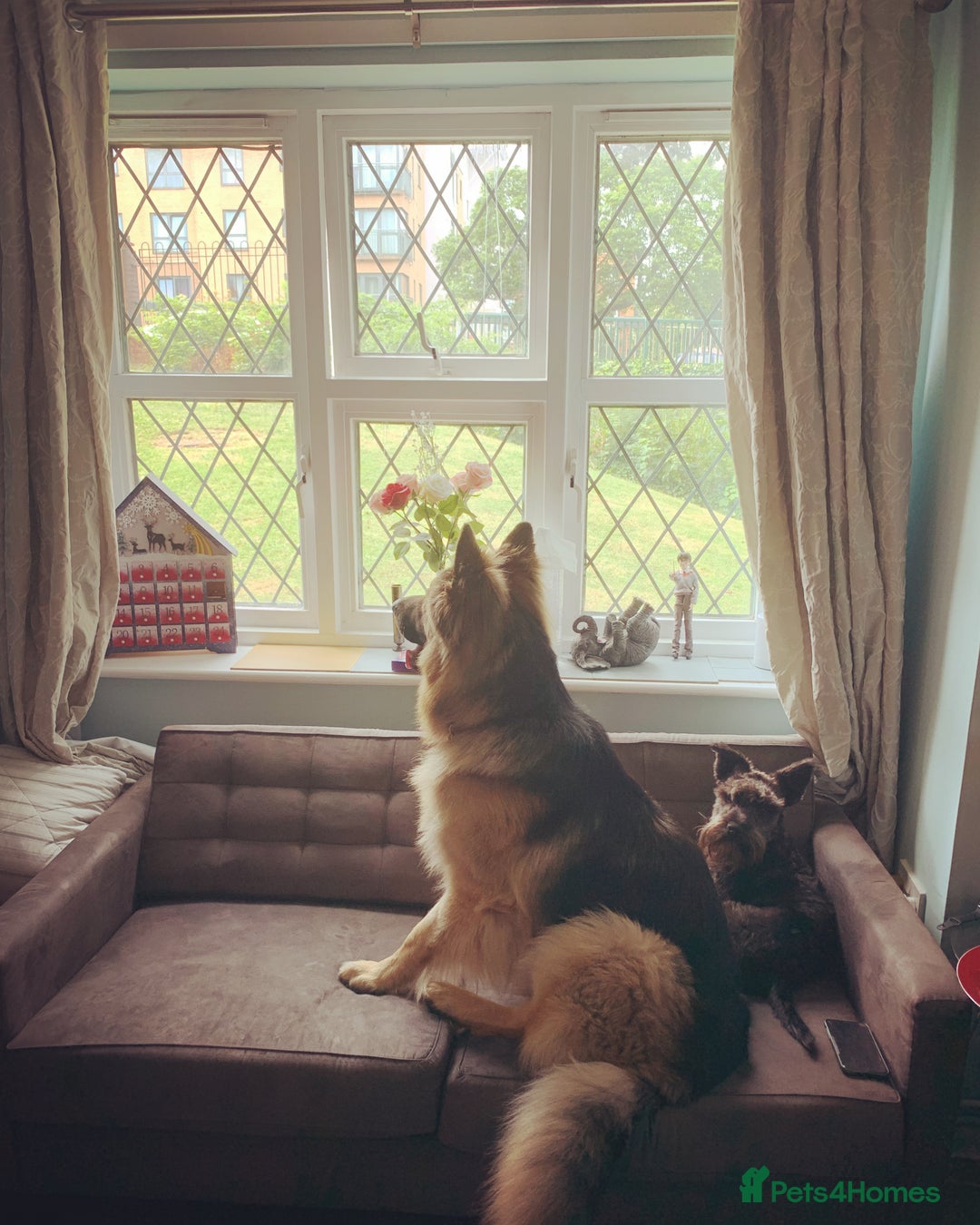 Miniature Schnauzer dogs for sale: Shadow - Image 13