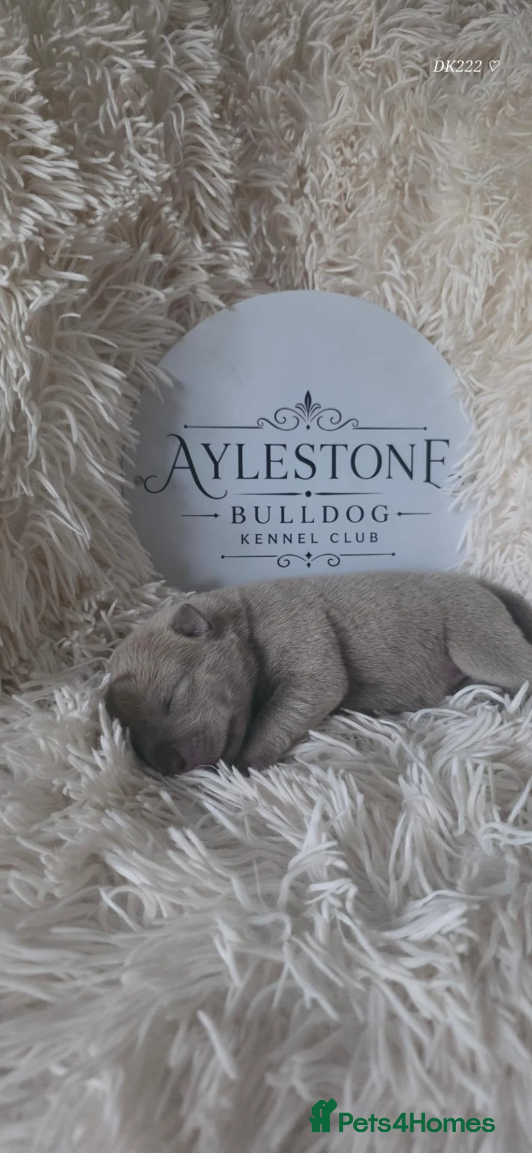 Old Tyme Bulldog dogs for sale: Stunning Litter of Old Tyme (Aylestone) Bulldogs - Advert 2