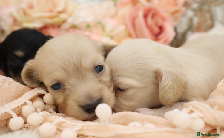 Miniature Dachshund dogs - Advert 11