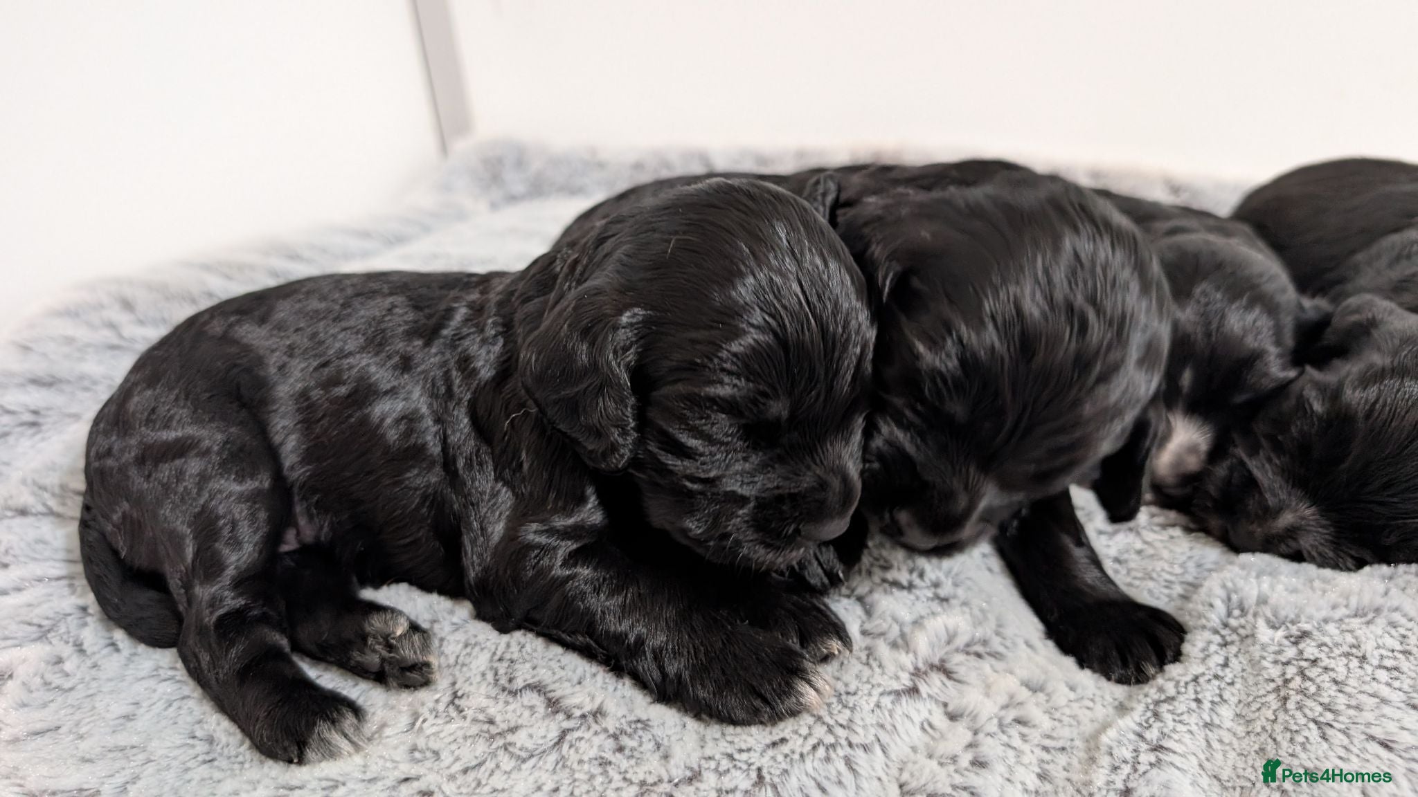 Cocker Spaniel dogs KC Registered Working Cocker Spaniel Puppies  - Advert 9