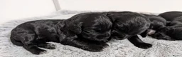Cocker Spaniel dogs for sale: KC Registered Working Cocker Spaniel Puppies  - Advert 1