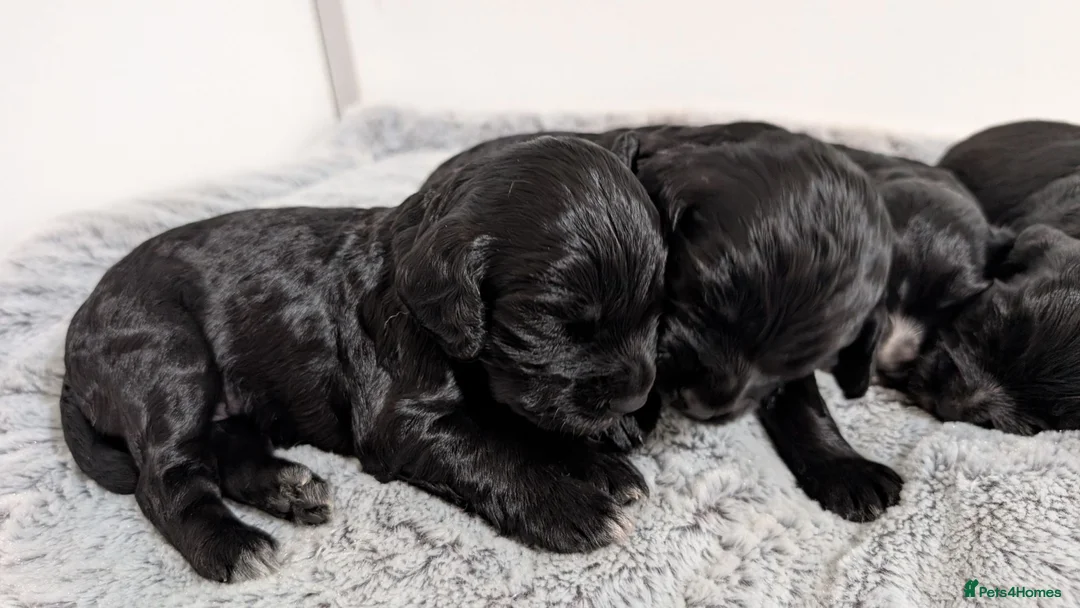 Cocker Spaniel dogs for sale: KC Registered Working Cocker Spaniel Puppies  - Advert 1