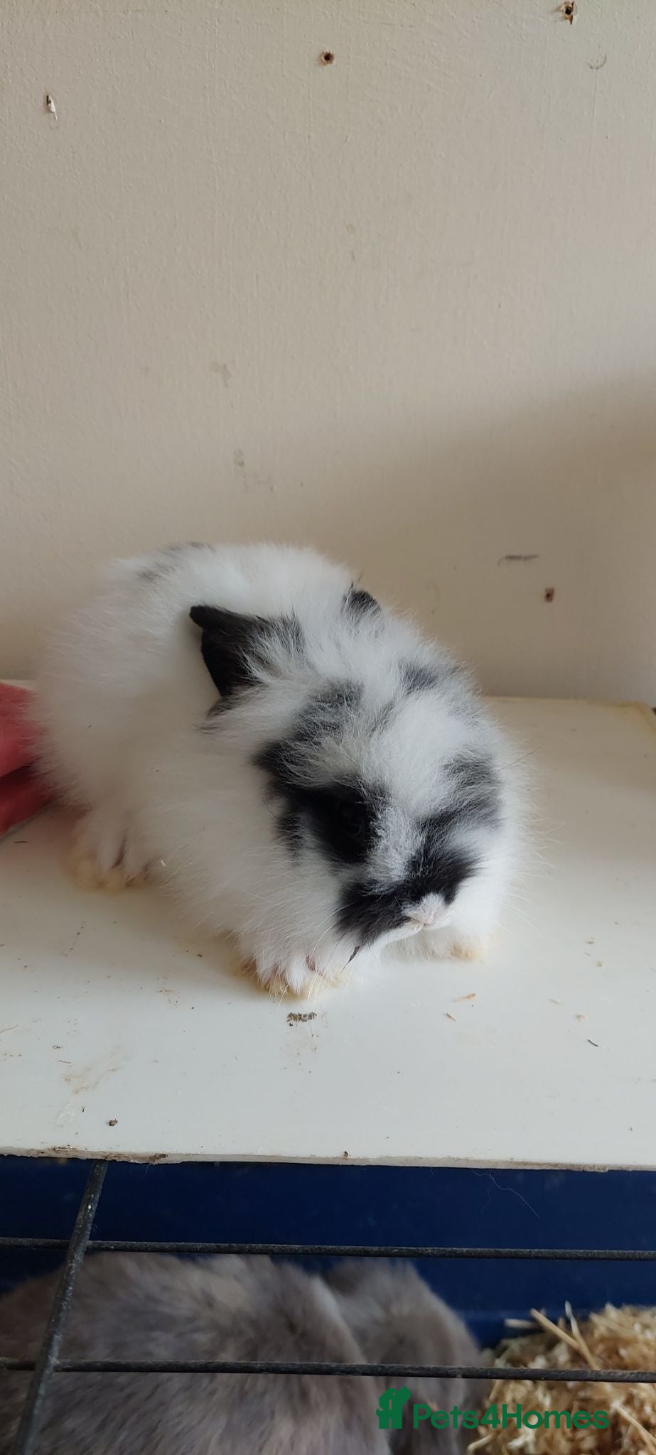 Lionhead rabbits Loinhead babys ready to reserve  - Advert 6