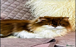 British Longhair cats for sale: Fawn male carrier of longhair Tica  - Image 16