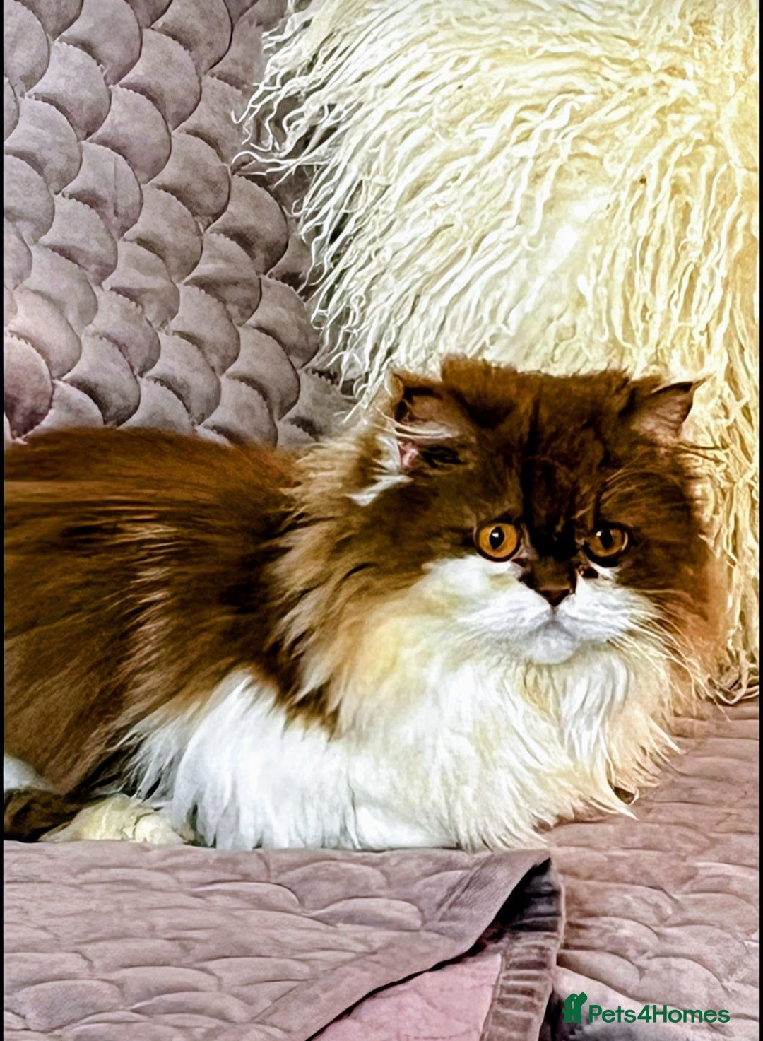 British Longhair cats for sale: Fawn male carrier of longhair Tica  - Image 16