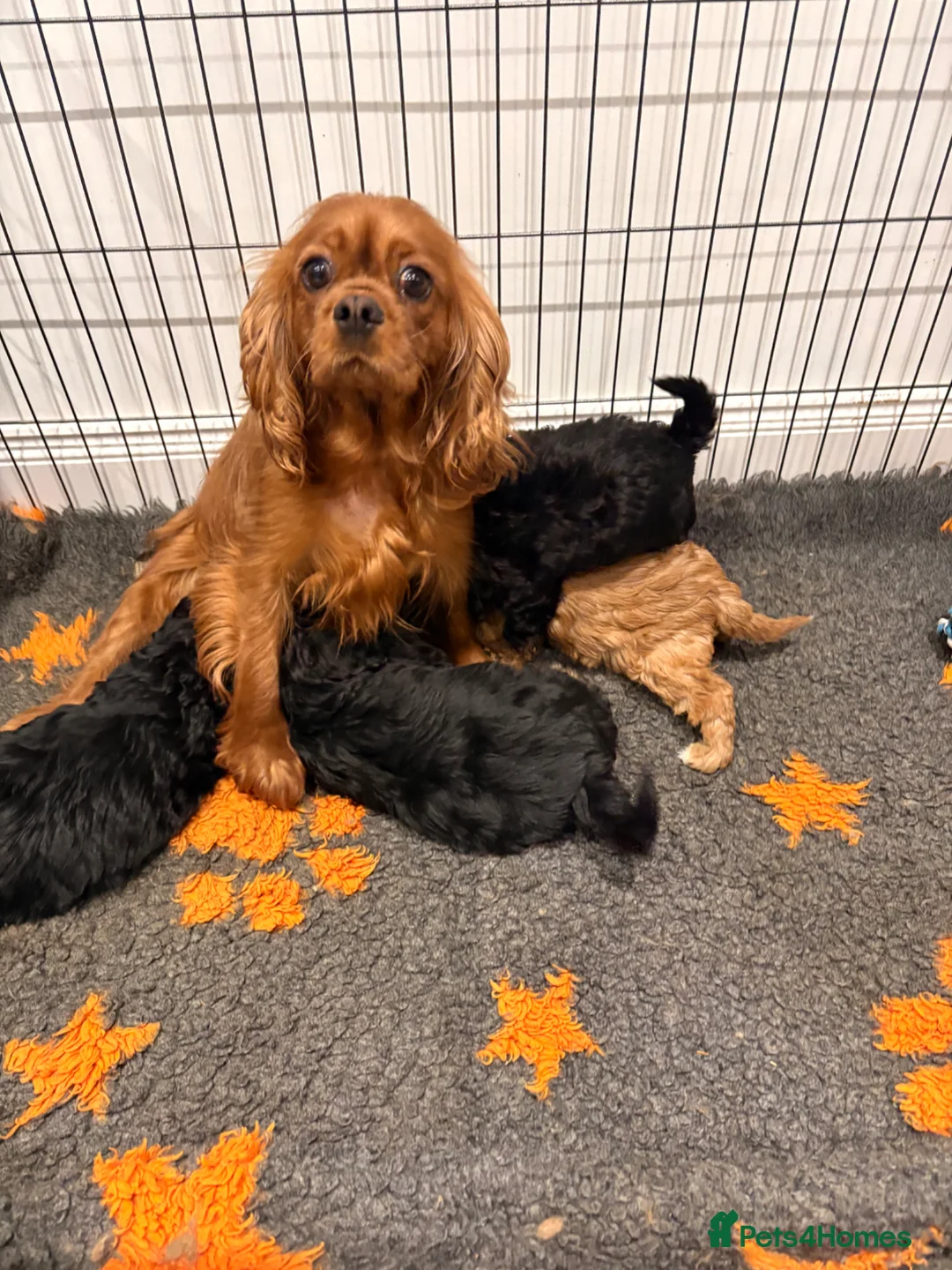 Cavapoo dogs for sale: Adorable cavapoos  - Advert 5