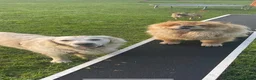 Chow Chow dogs for sale: EXPECTED PUPPIES in Newtownards - Advert 5