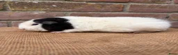 Guinea Pig rodents for sale: Stunning teddy boars - Advert 3