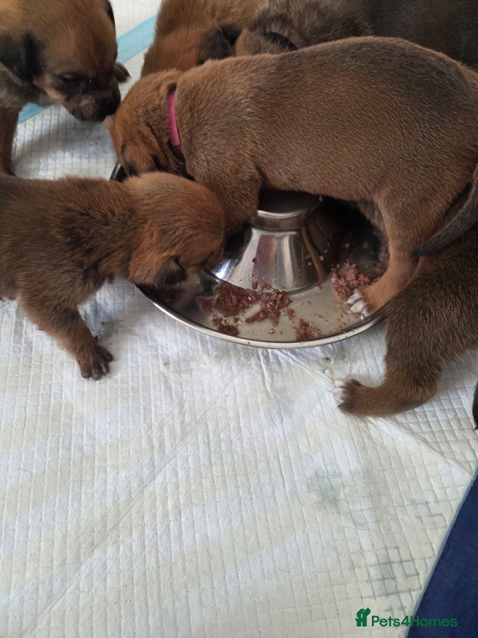 Mixed Breed dogs Beautiful coloured pups - Advert 1