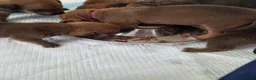 Mixed Breed dogs for sale: Beautiful coloured pups - Advert 1