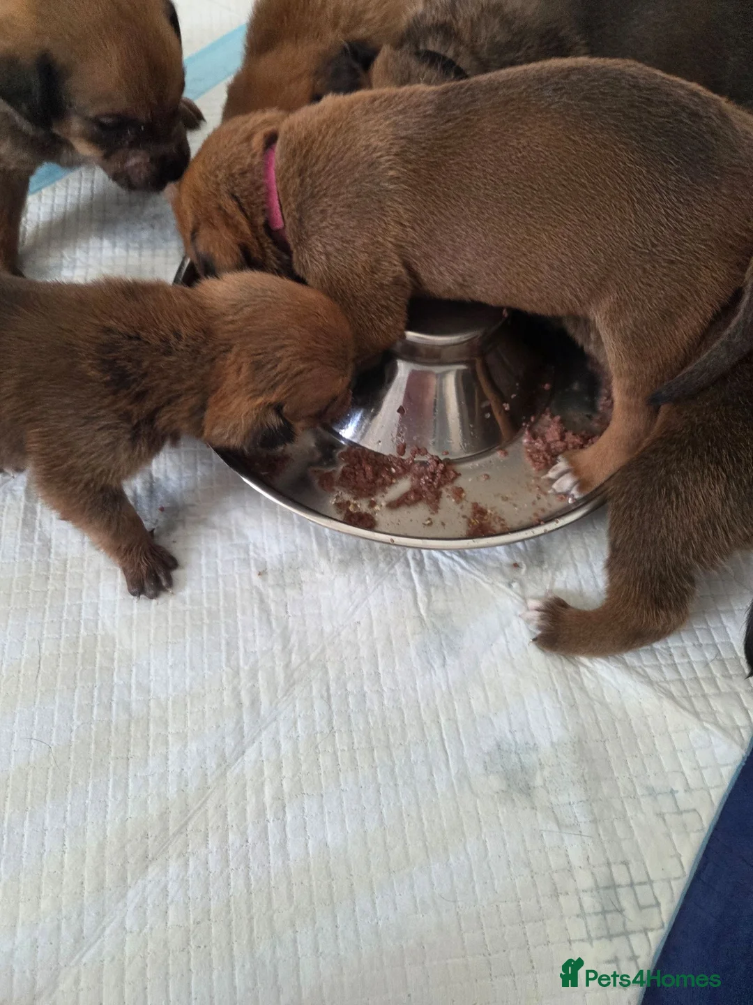Mixed Breed dogs for sale: Beautiful coloured pups - Advert 1