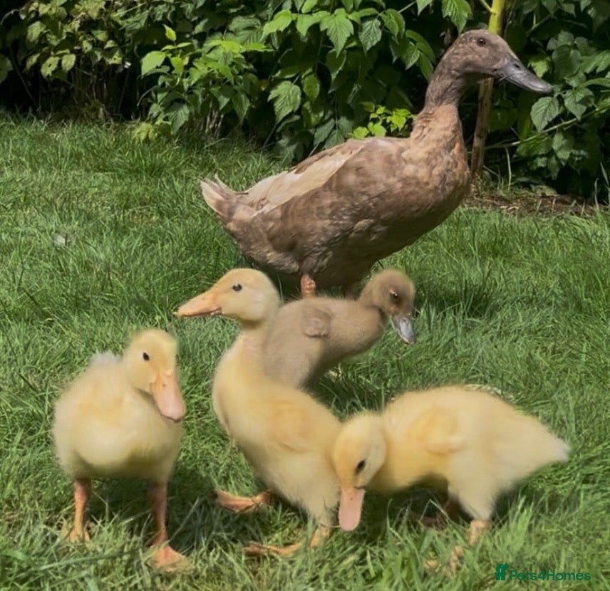 Ducks poultry Runner Duck Family - Advert 7