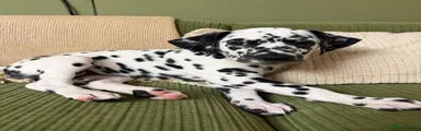 Dalmatian Black Girl - She-Hulk