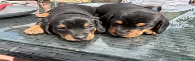 Miniature Dachshund 1