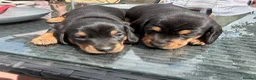 Miniature Dachshund dogs for sale: 2 Black and Tan girls  - Advert 6