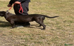 Presa Canario dogs for sale: Presa canario female - Image 4