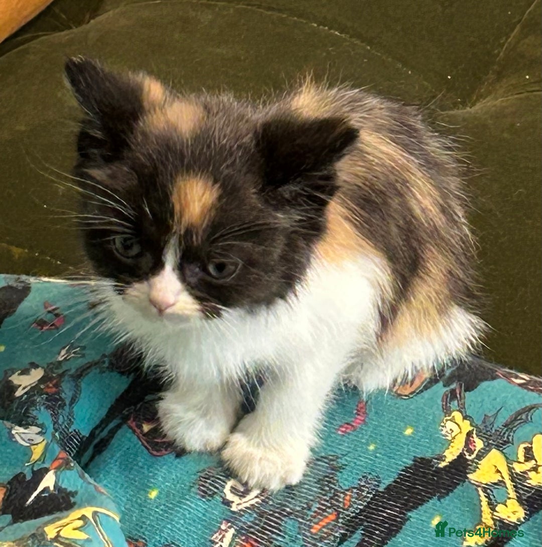 Scottish Fold cats for sale: Three delightful Scottish Fold Kittens  - Image 5