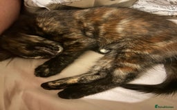 Mixed Breed cats for sale: One of two female kittens - Image 2