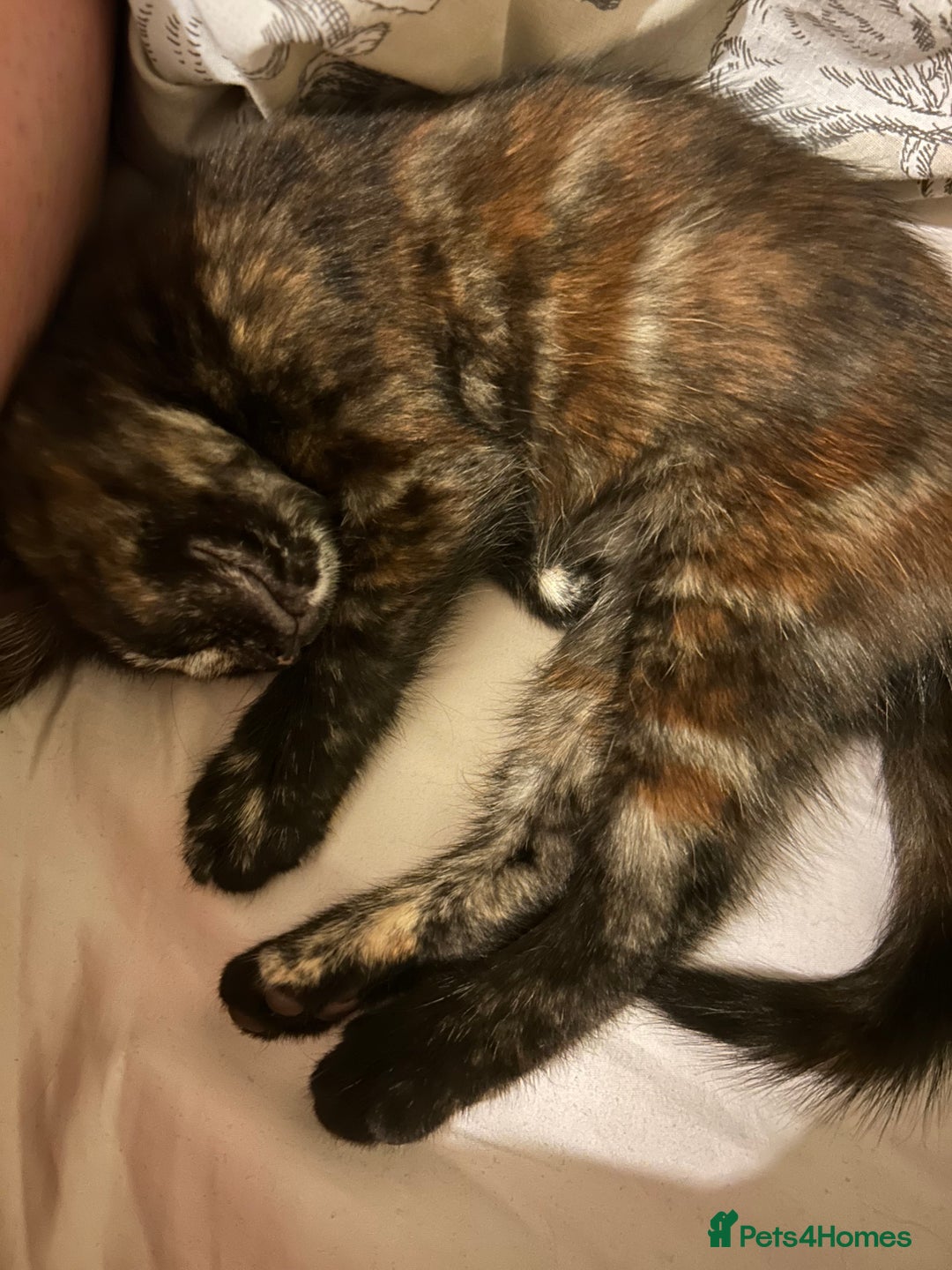 Mixed Breed cats for sale: One of two female kittens - Image 2
