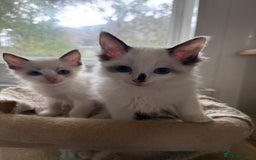 Ragdoll cats for sale: Gorgeous Bi colour Ragdoll kittens  - Image 4