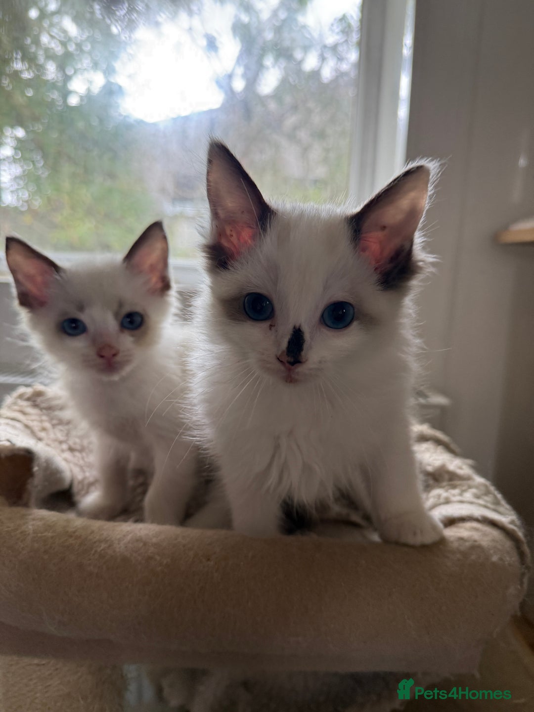 Ragdoll cats for sale: Gorgeous Bi colour Ragdoll kittens  - Image 4