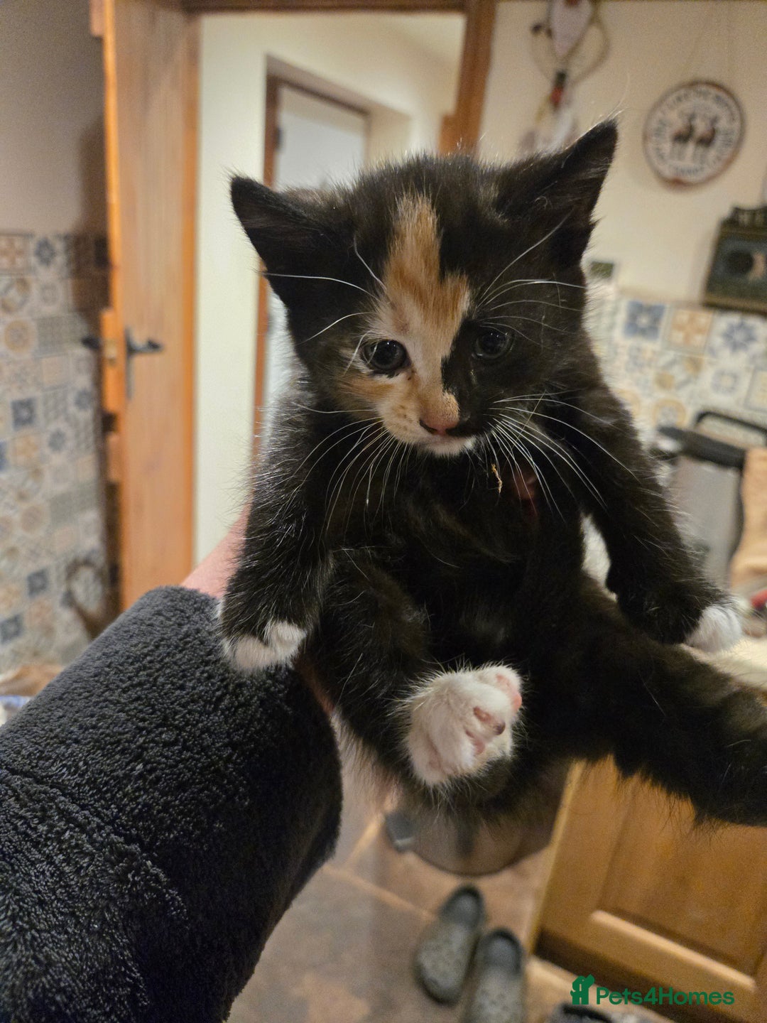 British Shorthair cats for sale: Beautifully marked kittens.  - Image 13