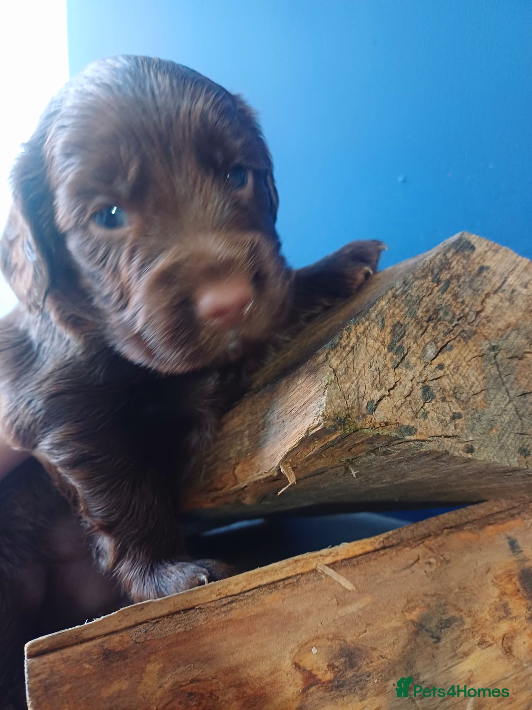 Cocker Spaniel dogs for sale: Working cocker spaniels 4 weeks old - Image 10