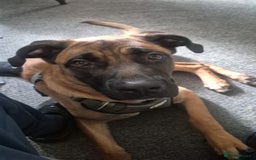 Mixed Breed dogs for sale: Belgian mali x Cane Corso - Image 2