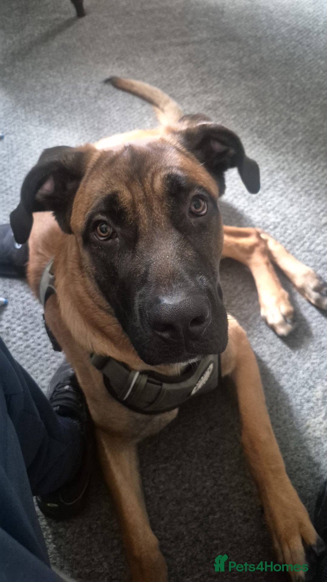 Mixed Breed dogs for sale: Belgian mali x Cane Corso - Image 2