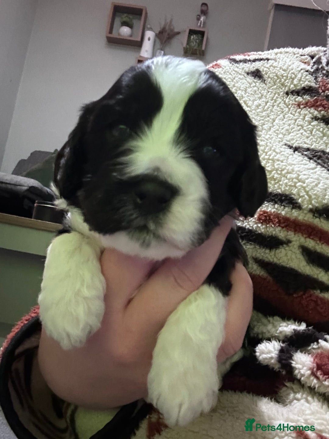 Mixed Breed dogs for sale: 3 LEFT - Cockapoo Cavapoo Puppies - READY TO GO - Advert 7