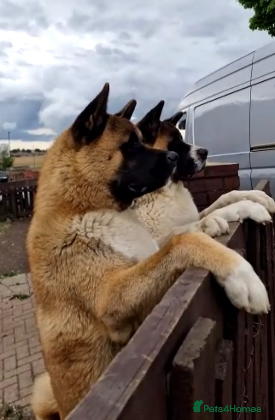 Akita dogs for sale: ✨🐕 Akita Brothers Seeking Their Forever Homes! 🐕 - Image 2