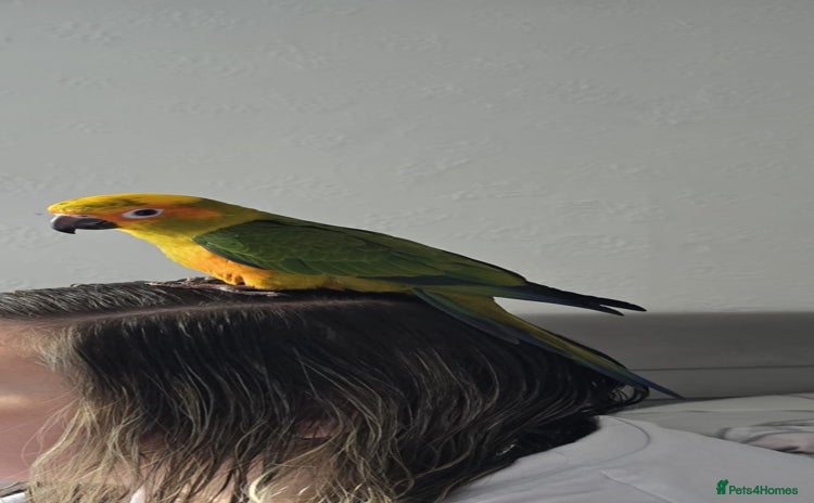 Parrots birds - Advert 15