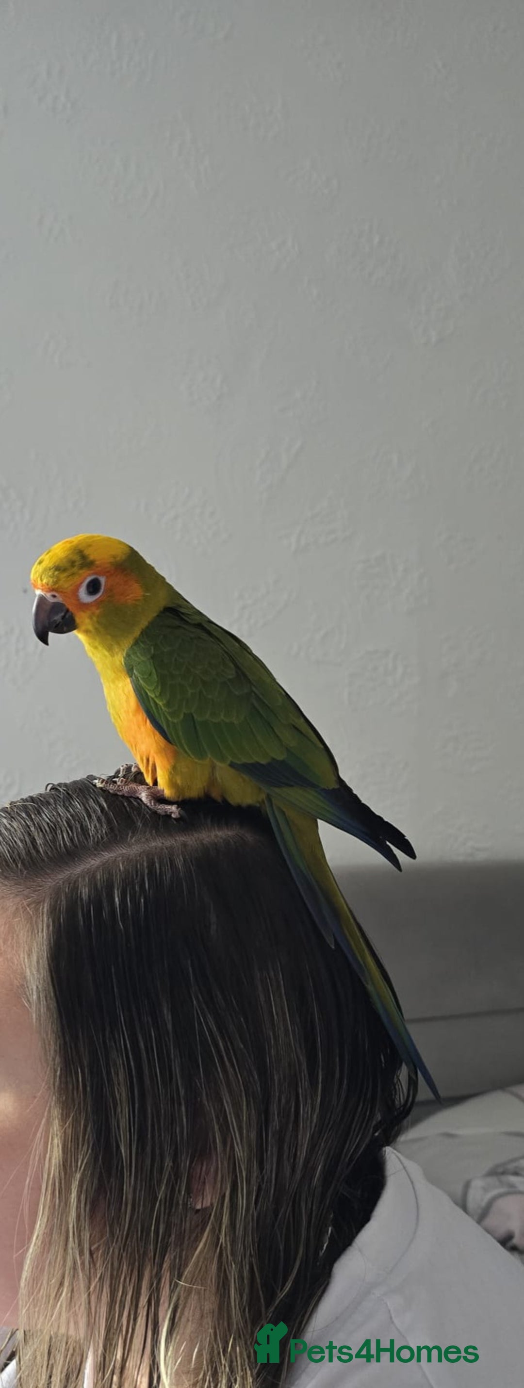 Parrots birds for sale: jenday conure parrot - Image 1