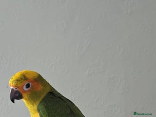 Parrots birds - Advert 5