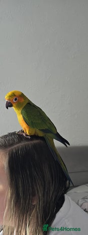 Parrots birds - Advert 15