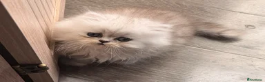 Persian Kitten 1