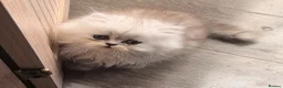 Persian cats for sale: Re listed due to timewaster persian grey kitten,  - Advert 12