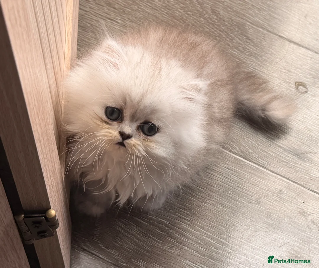 Persian cats for sale: Re listed due to timewaster persian grey kitten,  - Advert 12